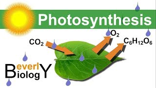 Photosynthesis in detail [upl. by Eizzo201]