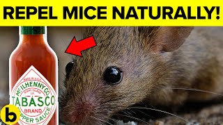 7 Ways To Get Rid Of Mice Permanently And Naturally [upl. by Dlared]