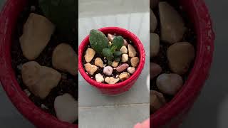 다육이 키우는 중 다육이 키우기 키우기쉬운식물 다육 다육식물 다육스타그램 취미 shorts short plants plant succulent [upl. by Malone]