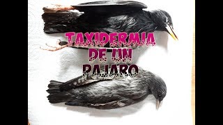 Taxidermia de un pájaro [upl. by Orv721]