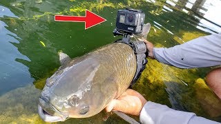 I Strapped a GoPro on a Fish [upl. by Aninay]