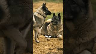 Interesting Facts About The Norwegian Elkhound [upl. by Hosfmann]