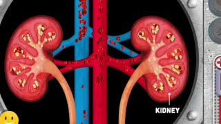 Urogenital system animation videos  Anatomy Visual1  Learny Land [upl. by Gretel263]