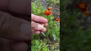 Marigolds are a great option for beginner growers🌱shorts garden farmherbs supersfarm gardentip [upl. by Gnues]