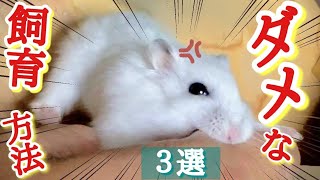 【やりがち！】ハムスター飼育のNG行動 ３選 [upl. by Atiuqes]