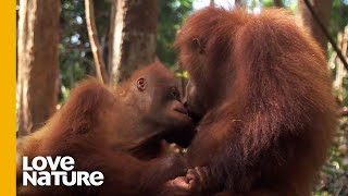 Orangutan Friendship is No Monkey Business  Love Nature [upl. by Gathers]