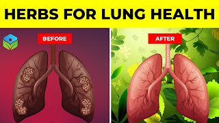 Top 10 Herbs for Lung Health COPD Clearing Mucus and Killing Viruses [upl. by Cinimmod]