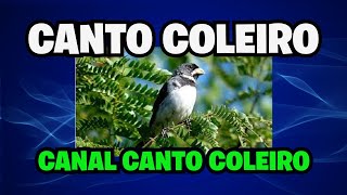 CANTO COLEIRO 3° NOTA PARDO FANTÁSTICO [upl. by Orit]