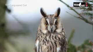 An Introduction to the Longeared Owl Asio otus by Wild Owl [upl. by Malamut]