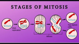 Cell Division  Mitosis Class 10  Karyokinesis and Cytokinesis  Sir Tarun Rupani [upl. by Horten]