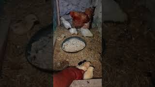 Chicks Adopted by broody hen  Chicks Ready for an amazing adventure chicks shorts animals viral [upl. by Ofelia392]