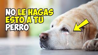 16 Crueldades que Lastiman Emocionalmente a tu Perro [upl. by Amos]