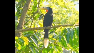 Rufousnecked Hornbill 棕頸犀鳥 [upl. by Aisatsan474]