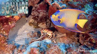 Living amp Diving in Bonaire  Episode 4 2024 [upl. by Annohs384]