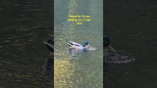 Bottom up exercise 😁🦆 Filmed by Vivian Smiling at Tollymore Forest Park on 17 Sept 2024 [upl. by Yrnehnhoj]