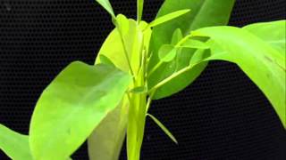 Desmodium gyrans Planta bailonga [upl. by Aitan]