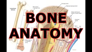 BONE ANATOMY [upl. by Elly]