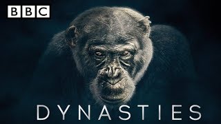 BBC America Dynasties chimpanzee  Episode 1  The Ruler  BBC Dynasty highlights [upl. by Gilboa770]