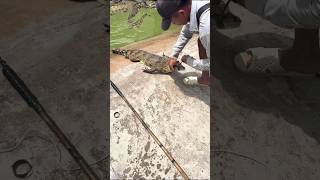 Crocodile hunting🔥 trending viralvideo fyp crocodile hunting [upl. by Fifine]