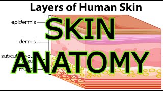 SKIN ANATOMY [upl. by Highams]