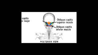 Triangles Of Neck Anatomy  Topography of Neck  Neck Muscles Anatomy  Part 2 [upl. by Bertina]