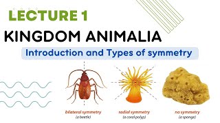 Kingdom Animalia introduction and body symmetry Diversity among animals lecture 1 [upl. by Adnawal692]