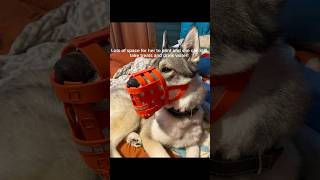 How I make muzzles out of longlines for dogs [upl. by Brenton929]