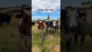 Horns Up … amp Down longhorns cattle trend chisholmtrail [upl. by Hike466]