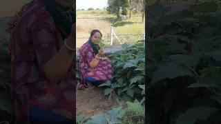 Tandalja bhaji ka plant harvest 🍀🪴 vegetables  plants  garden [upl. by Anabel]