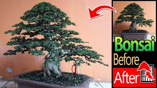 Bonsai Tree Restoration of Carmona Microphylla  Before amp After Bonsai Tree [upl. by Coffee]