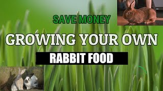 SAVE MONEY GROWING YOUR OWN RABBIT FOOD [upl. by Ocisnarf]