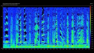 Modern Sonar Sounds and other Sounds of the Sea [upl. by Mehsah]