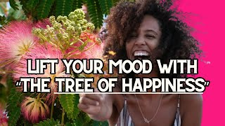 Mimosa Tree Albizia Medicinal uses amp Health Benefits  More  Earths Medicine [upl. by Nattirb]