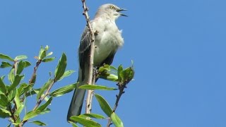 Mockingbird Singing [upl. by Bremer]