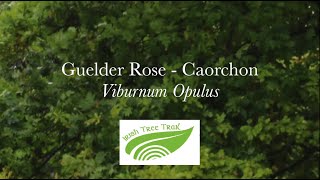 Guelder Rose  Caorchon Viburnum opulus [upl. by Hairabez760]