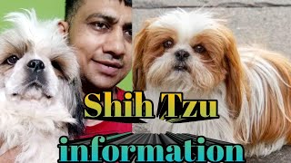 Shih Tzu Information ll Shih Tzu Full Information Hindi [upl. by Rebme432]