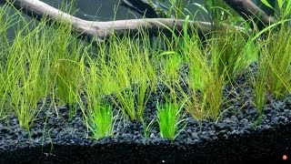 Dwarf Hairgrass Eleocharis acicularis [upl. by Benni612]