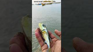 Rescue Mission Saving the Tiny Puffer Fish saveing pufferfish short fishing [upl. by Brodench]