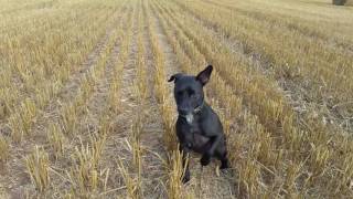 patterdale terrier training 1 [upl. by Sherri254]