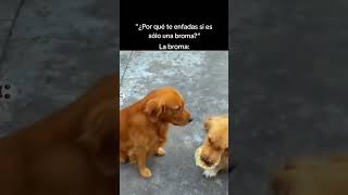 Los perros se toman muy en serio las bromas 😂🐶 [upl. by Ikkir]