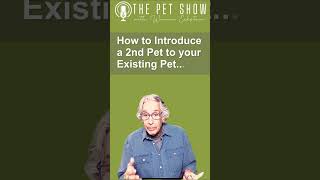 How To Introduce a New Pet to Your Pet [upl. by Centeno]