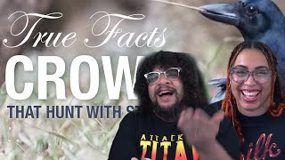 True Facts Crows  Zfrank Reaction [upl. by Aurelia376]