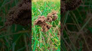 Ragi finger milletsEleusine coracana 777agriculture farming [upl. by Kery530]