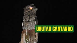 O canto do Urutau [upl. by Braden]