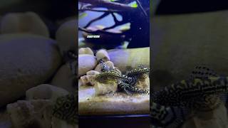 Sewellia lineolata Speedy Catfish Aquarium 💨💨shortvideo aquarium catfish flossensauger [upl. by Acinnej]