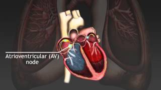 How the cardiac cycle is produced by electrical impulses in the heart [upl. by Relly736]