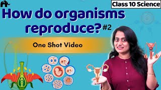 How do organisms reproduce Class 10 Science  CBSE Biology NCERT Chapter 8  Sexual reproduction 2 [upl. by Blau]