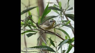 Striated Pardalote australianbirds birdsofaustralia [upl. by Araic895]