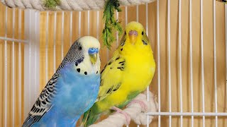 12 Hr If your budgies don’t chirp playing this video will help lonely parakeet bird start to chirp [upl. by Ardnek]