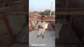 Jangling kabutar baaj hi khde sad love ringtones song ringtone kabutar shokh [upl. by Eikkin605]